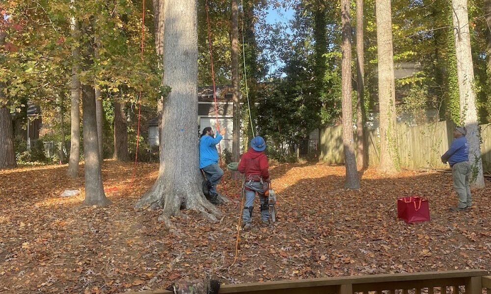 Beavers Tree Service