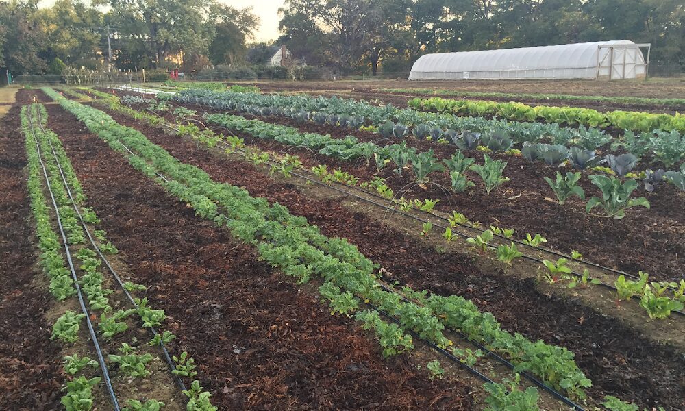 Inter-Faith Food Shuttle Farm