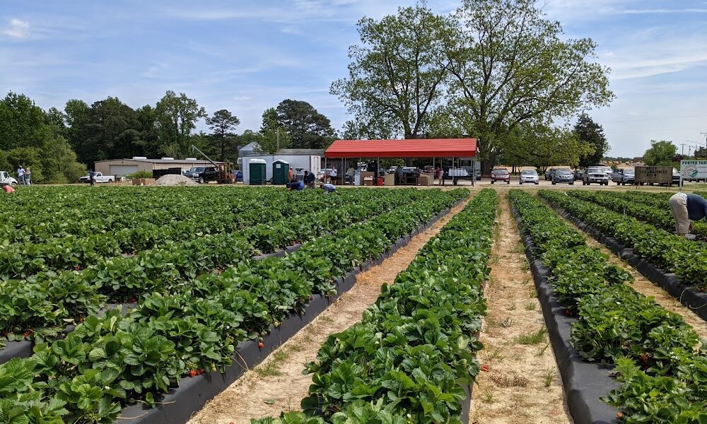 Porter Farms & Nursery Farm Market