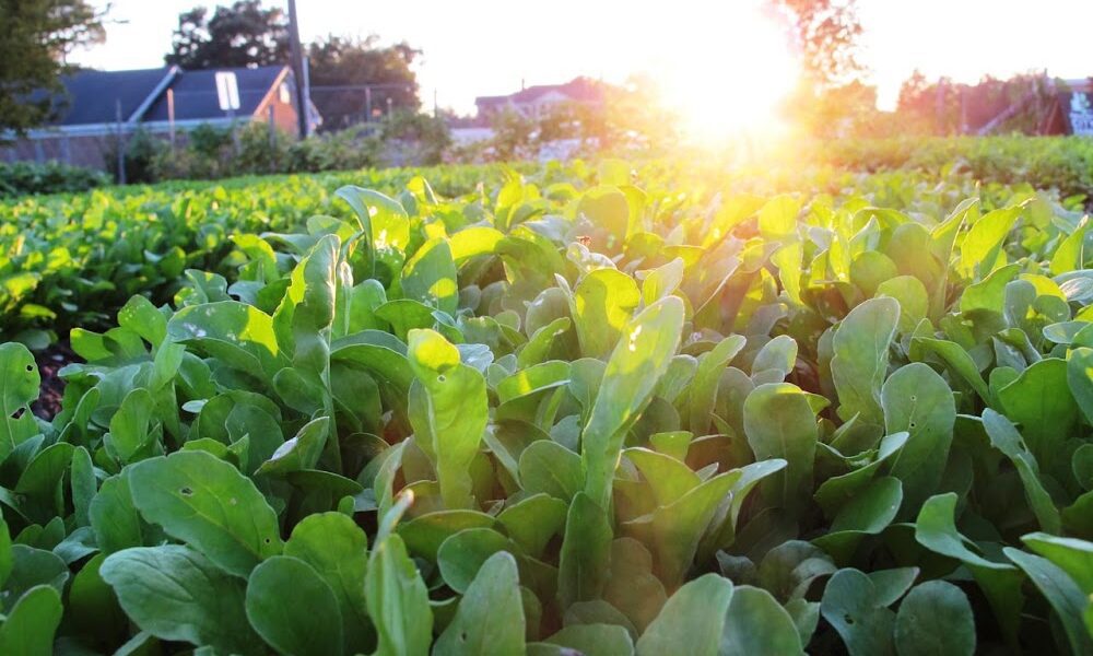 Raleigh City Farm